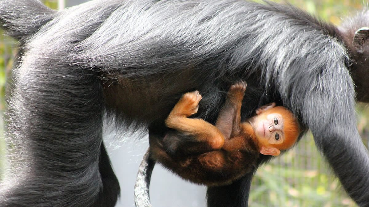 Monkey Uncommon Australian zoo celebrates birth of one of world’s rarest monkeys