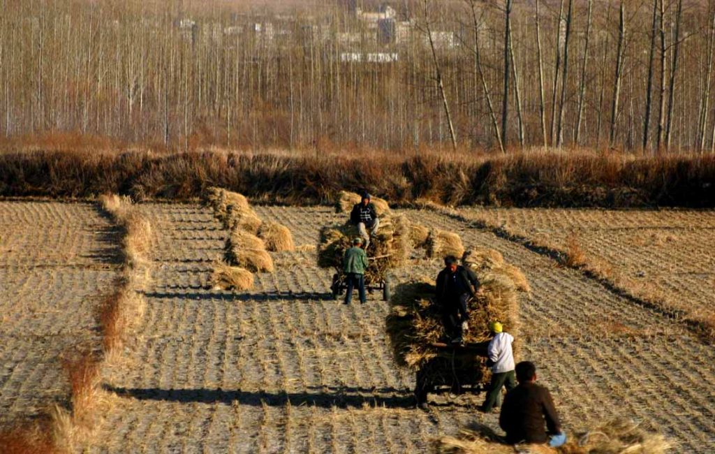 A harvest in China