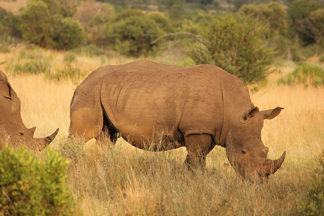 Rhinos Galore in 