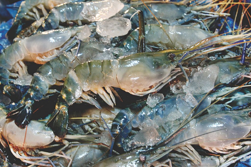 Shrimp is a very important resource that supports a large industry in Bangladesh