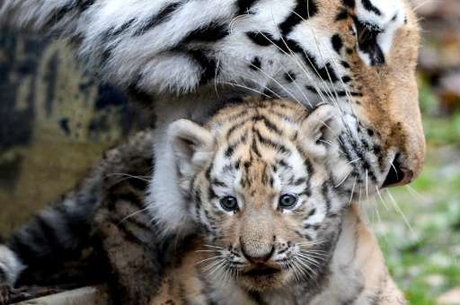 A Siberian tiger carries its cub at the Besancon zoo on November 14, 2016
