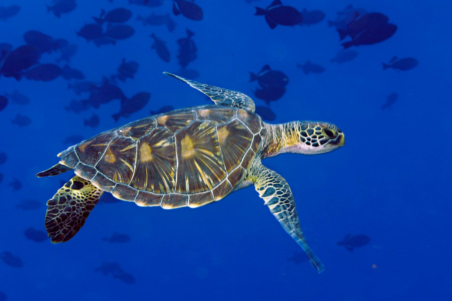 К какой группе относятся морские черепахи