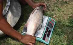 “G-3”, a WorldFish invention compared to traditional Rohu fish grows by around 30% more