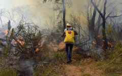 Three firefighters die in Morocco forest blaze