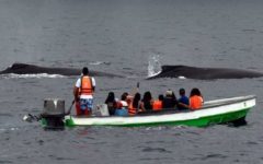 Man dead after whale strikes boat off Australia