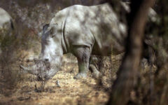 Nearly 500 rhinos were killed as poaching increased in South Africa