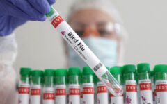 Finland plans to offer preemptive bird flu vaccination