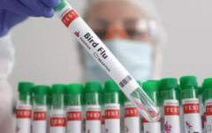 WHO waits on data after fatal first human H5N2 bird flu case