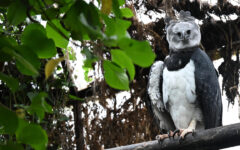 In Colombia, a long, perilous romance to save the harpy eagle