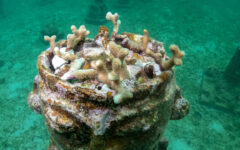 Colombian underwater ‘art gallery’ serves as coral home