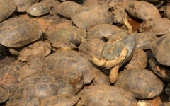 Malaysia rescues hundreds of tortoises from ‘Ninja Turtle Gang’