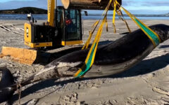 ‘World’s rarest whale’ washes ashore