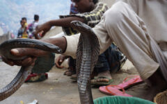 WHO warns of antivenom shortages amid snake bite scourge