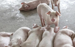 US reports first bird flu case detected in pig