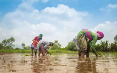 Water crisis threatening world food production