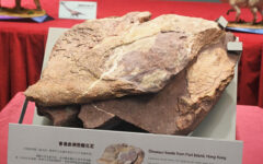 Dinosaur fossils discovered for first time in Hong Kong