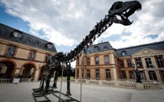 Skeleton of a 22-metre-long dinosaur fetched six million euros