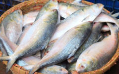 Govt to sell Hilsha at Taka 600 per kg