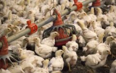 First human death in the United States linked to bird flu recorded