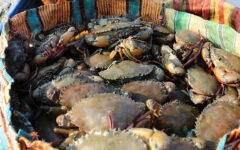 Ban on harvesting crab imposed for two months in Sundarbans