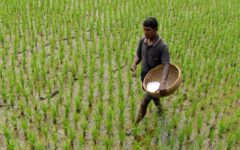 Govt to procure 50,000 MTs non-basmati rice, 40,000 MTs fertilizer