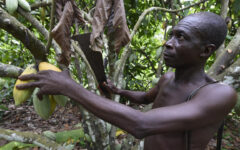 Nigeria seeks to cash in on soaring cocoa prices