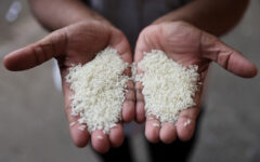 Japan to hold an auction for government reserve rice from March 10