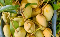 Bangladesh to witness a bumper production and export of summer fruit mango