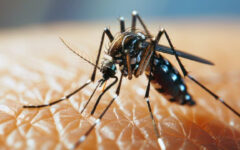 Bangladesh to adopt Sri Lankan model for dengue elimination
