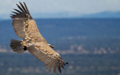 More than 120 endangered vultures killed in South Africa poisoning