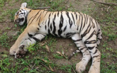 India investigates ‘unnatural’ death of five tigers