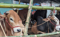 Over 91 lac animals sacrificed during Eid-ul-Azha