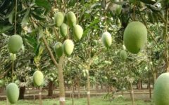 Bangladesh aims to export 4,000 metric tonnes of mangos in the next three months
