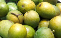 Bangladesh to export 4,000 tonnes mangos: Official