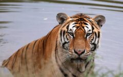 Initiatives taken to enhance 25 percent tiger population in next 10 years in Sundarbans