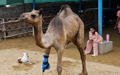 Pakistani camel relearns to walk with prosthetic leg