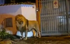 Escaped lion attacks woman and children in Pakistan street