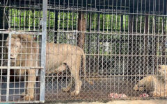 Scrutiny on Thai zoo grows after lion attack