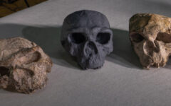 Million-year-old skull could change human evolution timeline