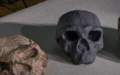 Million-year-old skull could change human evolution timeline