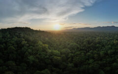 Papua New Guinea’s rainforest under major threat, says new report