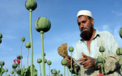 Afghanistan opium cultivation falls 20 percent in 2025: UN report