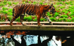 Virus kills dozens of tigers in Thailand park