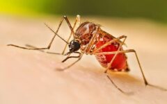 12 fresh dengue cases detected overnight in Bangladesh, health official said
