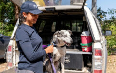 ‘Hero’ Australian dog who saved 100 koalas retires